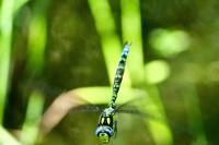 Aeshna cyanea