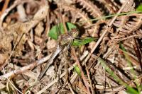 Sympetrum striolatum