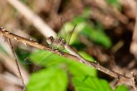 Sympetrum striolatum