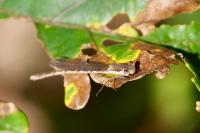 Sympecma fusca