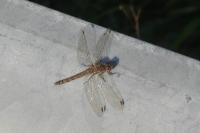 Sympetrum striolatum