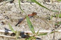 Sympetrum meridionale