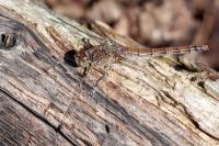 Sympetrum striolatum