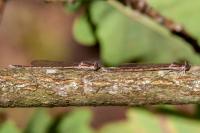 Sympecma fusca