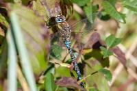 Aeshna mixta