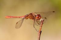 Sympetrum meridionale