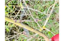 Chalcolestes viridis