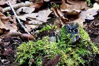 Aeshna cyanea