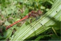 Sympetrum striolatum