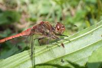 Sympetrum striolatum