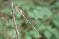 Sympecma fusca
