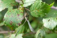Chalcolestes viridis