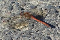 Sympetrum striolatum