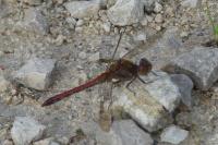 Sympetrum striolatum