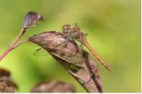 Sympetrum meridionale