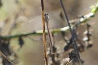 Sympecma fusca