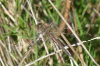 Sympetrum striolatum