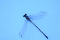 Chalcolestes viridis