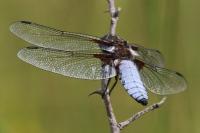 Libellula depressa