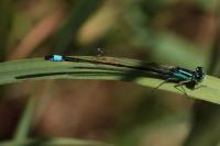 Ischnura elegans