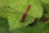 Sympetrum sanguineum