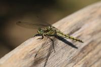 Orthetrum cancellatum