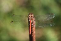 Sympetrum striolatum