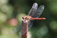 Sympetrum striolatum