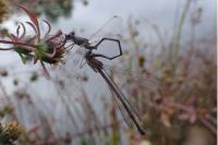 Chalcolestes viridis