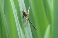 Cordulia aenea