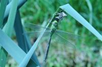 Anax imperator