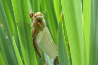 Brachytron pratense