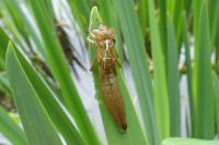 Brachytron pratense