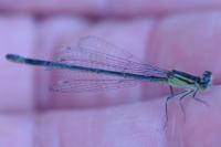 Ischnura elegans