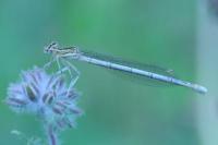 Platycnemis pennipes