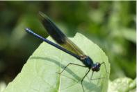 Calopteryx splendens