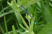 Ischnura elegans