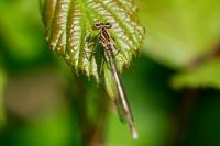 Platycnemis pennipes