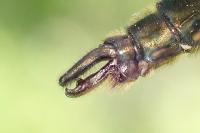 Cordulia aenea