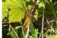 Libellula depressa