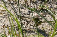 Gomphus pulchellus