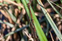 Pyrrhosoma nymphula