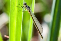 Coenagrion puella