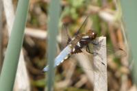 Libellula depressa