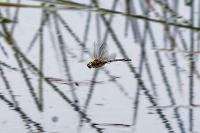 Cordulia aenea