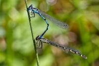 Enallagma cyathigerum