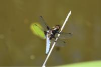 Libellula depressa