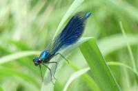 Calopteryx splendens