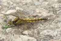 Orthetrum cancellatum