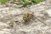 Orthetrum cancellatum